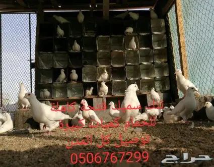 سطول تنك حمام كميات خرافية توصيل كل المدن 13