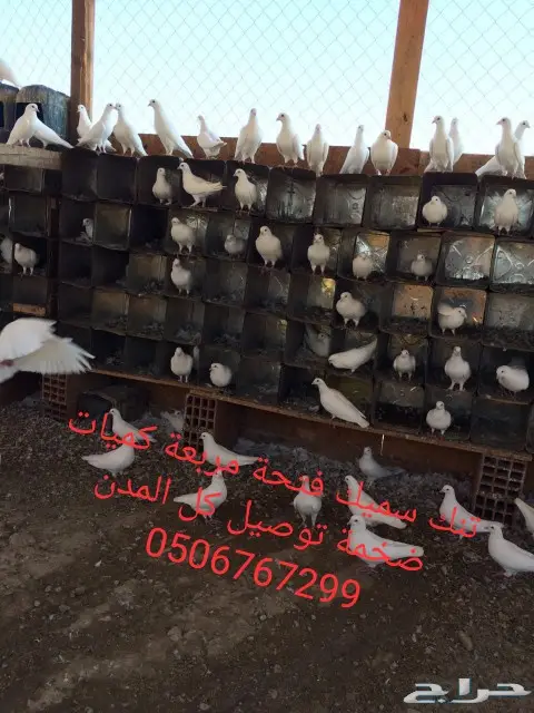 سطول تنك حمام كميات خرافية توصيل كل المدن 11