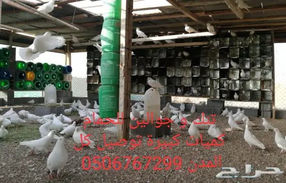 سطول تنك حمام كميات خرافية توصيل كل المدن 10