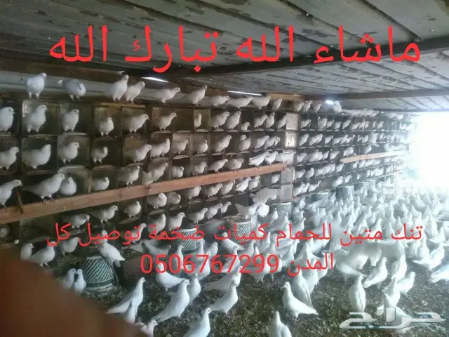 سطول تنك حمام كميات خرافية توصيل كل المدن 0