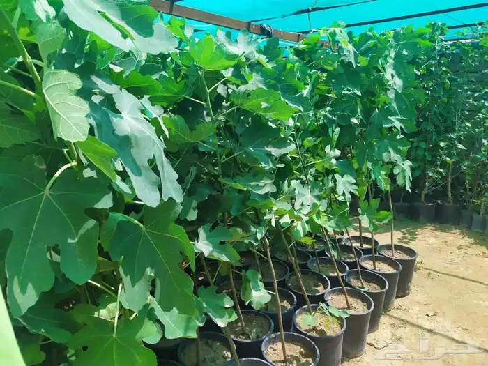 شتل جميع انواع الشجر درجه اولى 5