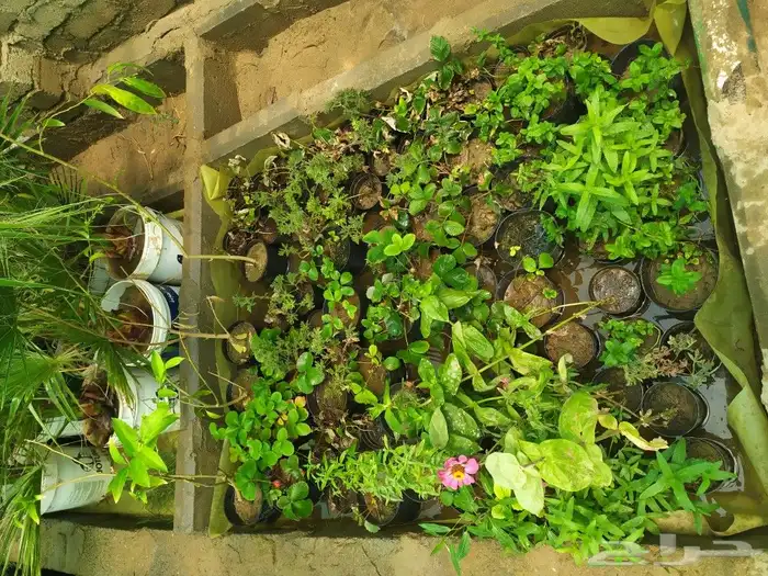 شتل جميع انواع الشجر درجه اولى 24