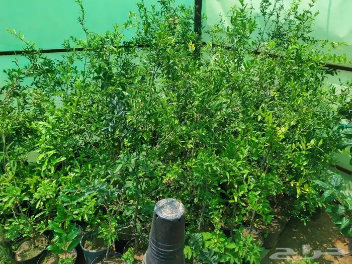 شتل جميع انواع الشجر درجه اولى 0