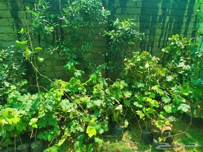 شتل جميع انواع الشجر درجه اولى 18