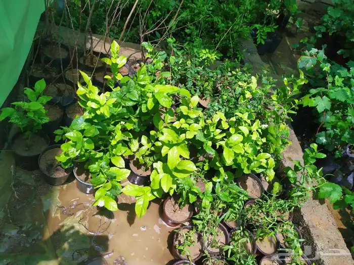 شتل جميع انواع الشجر درجه اولى 21