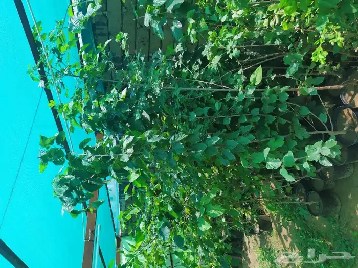 شتل جميع انواع الشجر درجه اولى 15