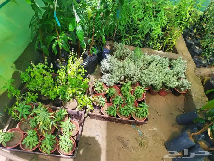 شتل جميع انواع الشجر درجه اولى 11