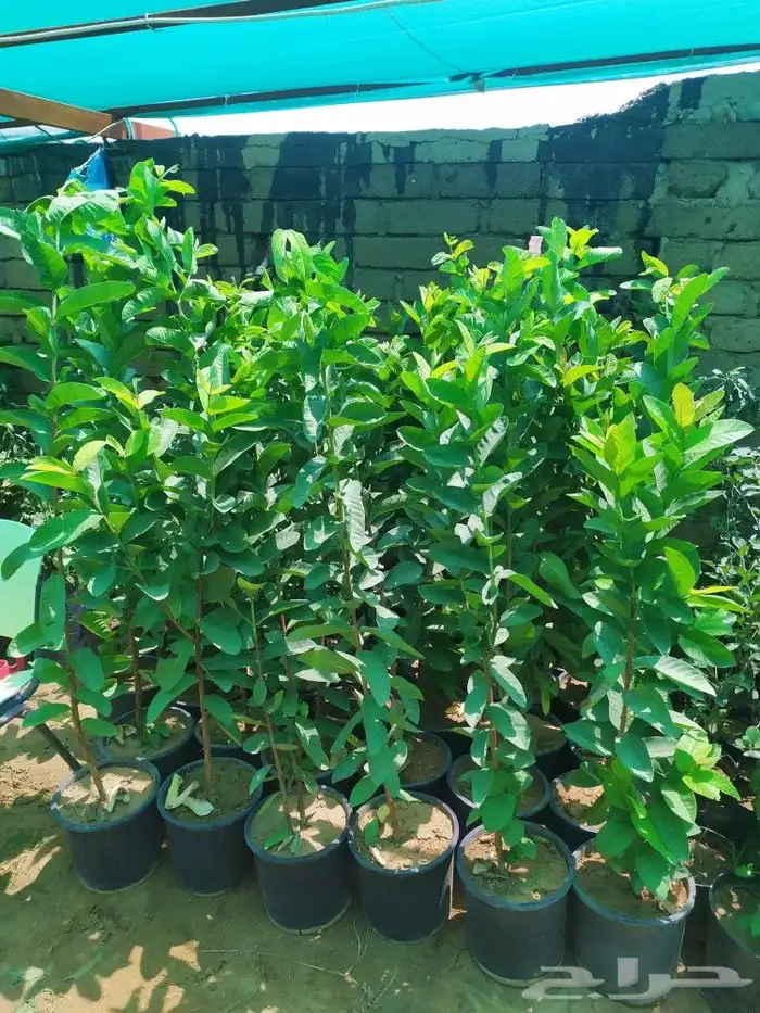 شتل جميع انواع الشجر درجه اولى 17