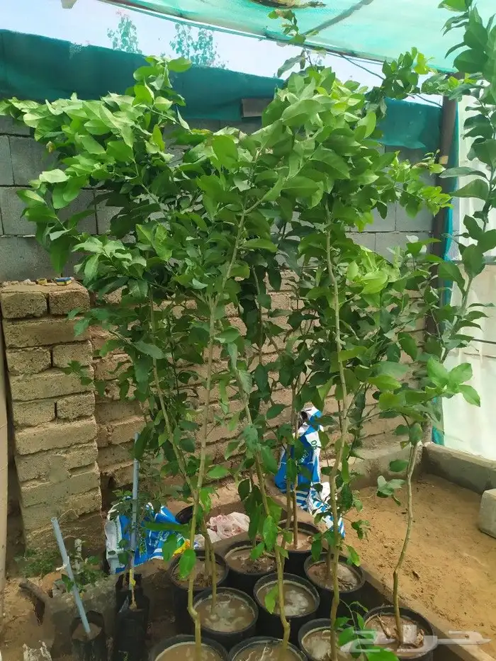 شتل جميع انواع الشجر درجه اولى 26