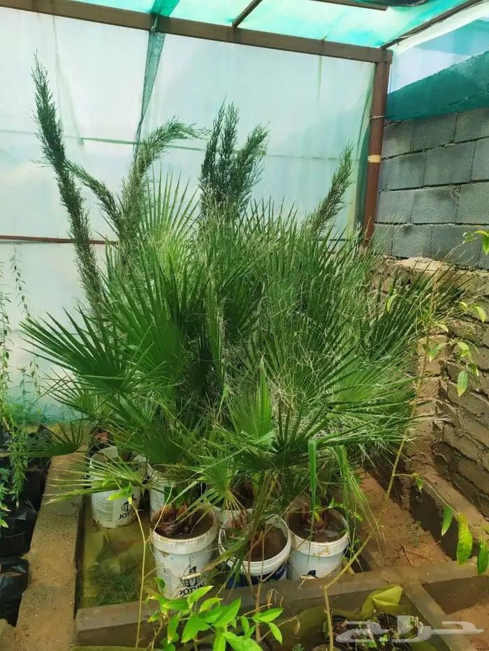 شتل جميع انواع الشجر درجه اولى 23