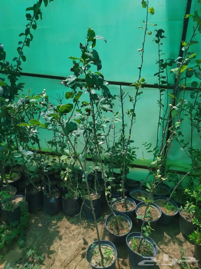 شتل جميع انواع الشجر درجه اولى 10