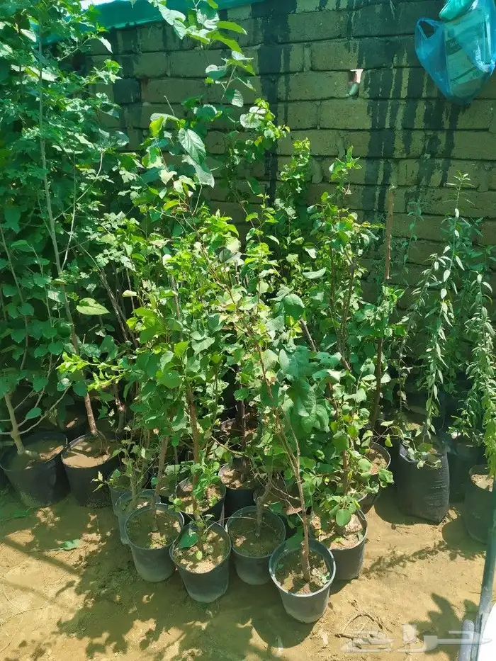 شتل جميع انواع الشجر درجه اولى 16