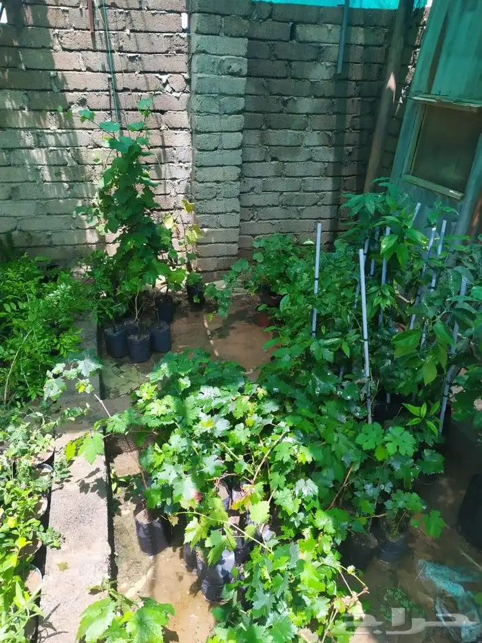 شتل جميع انواع الشجر درجه اولى 20