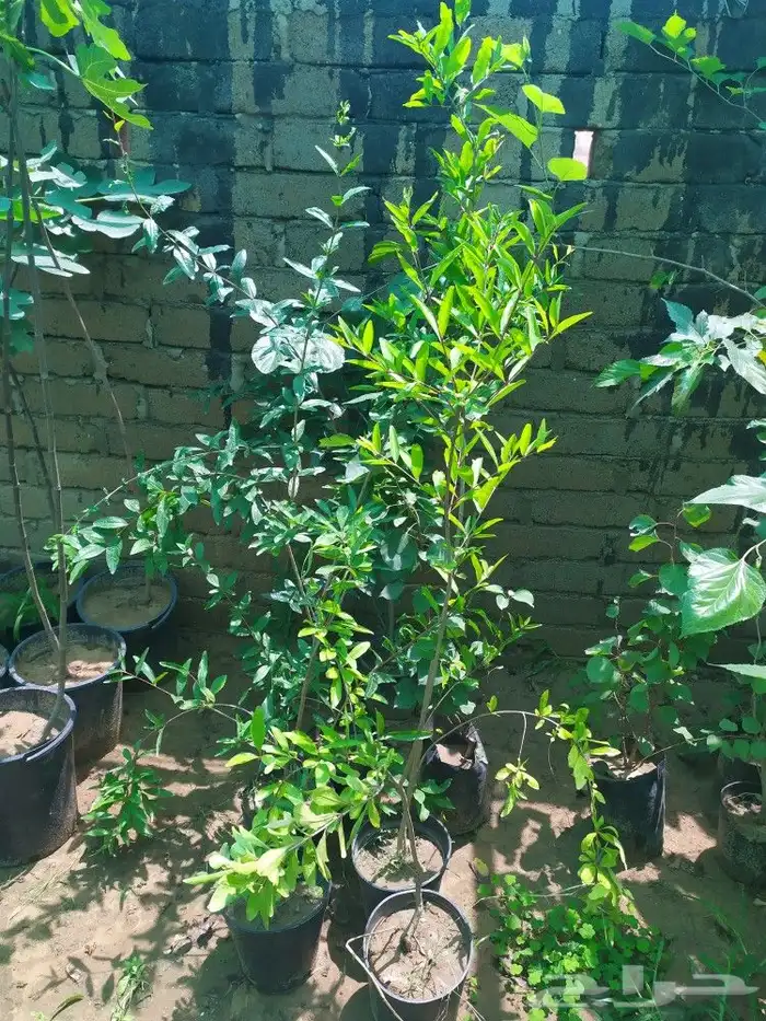 شتل جميع انواع الشجر درجه اولى 14