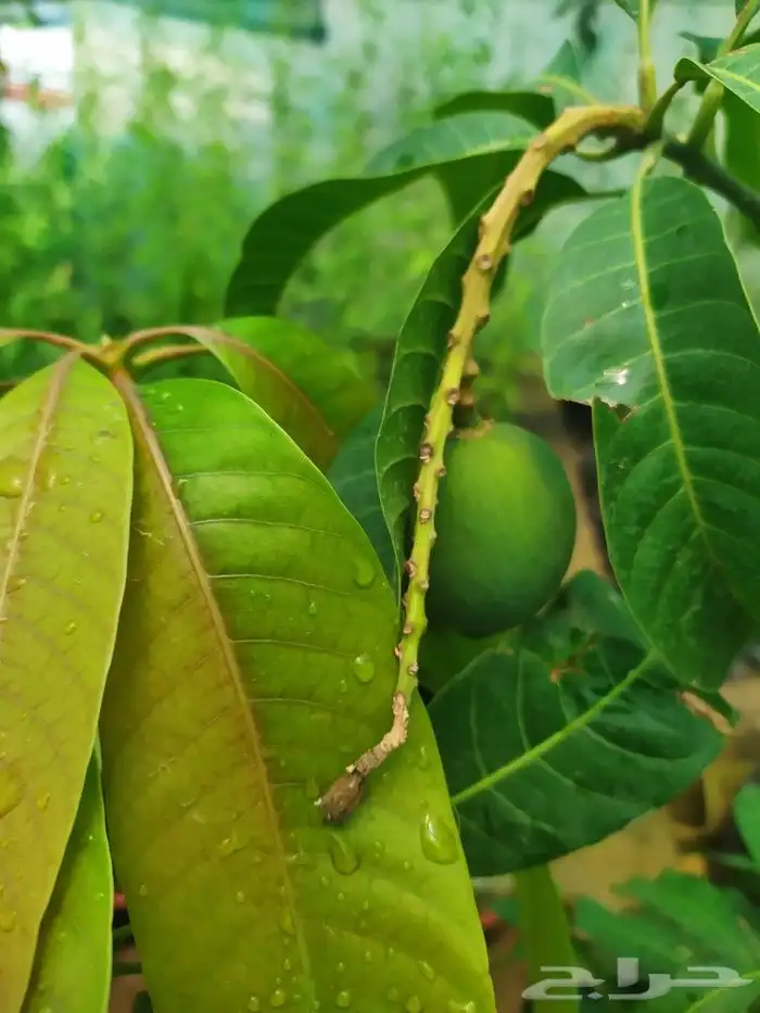 شتل جميع انواع الشجر درجه اولى 29