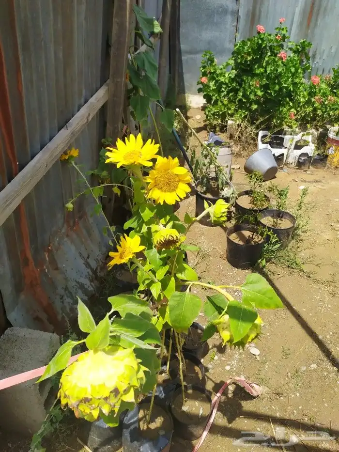 شتل جميع انواع الشجر درجه اولى 22