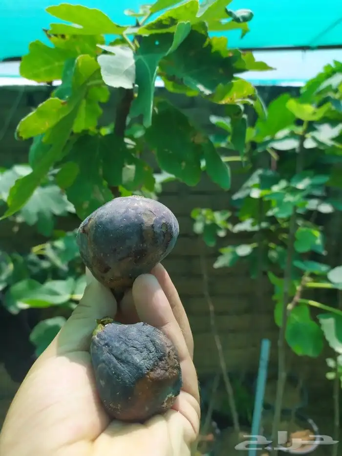 شتل جميع انواع الشجر درجه اولى 8