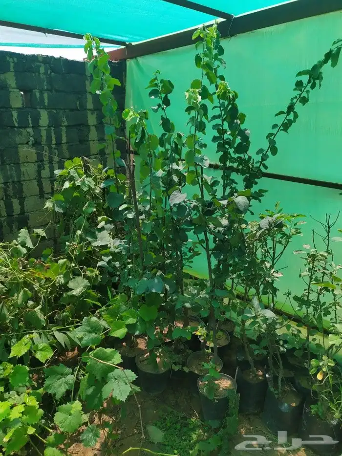 شتل جميع انواع الشجر درجه اولى 19