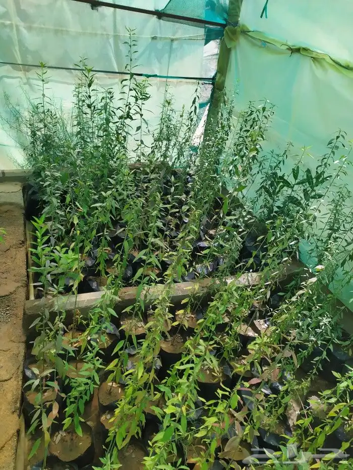 شتل جميع انواع الشجر درجه اولى 28