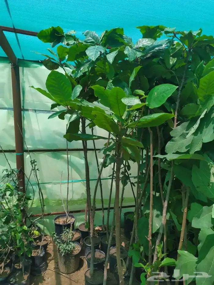 شتل جميع انواع الشجر درجه اولى 2