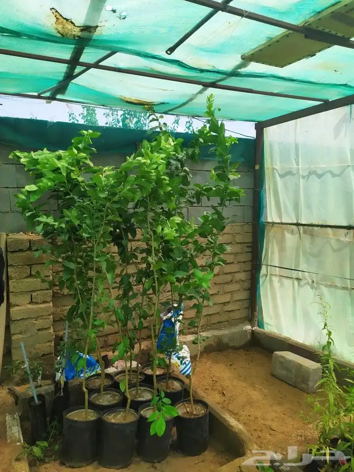 شتل جميع انواع الشجر درجه اولى 27