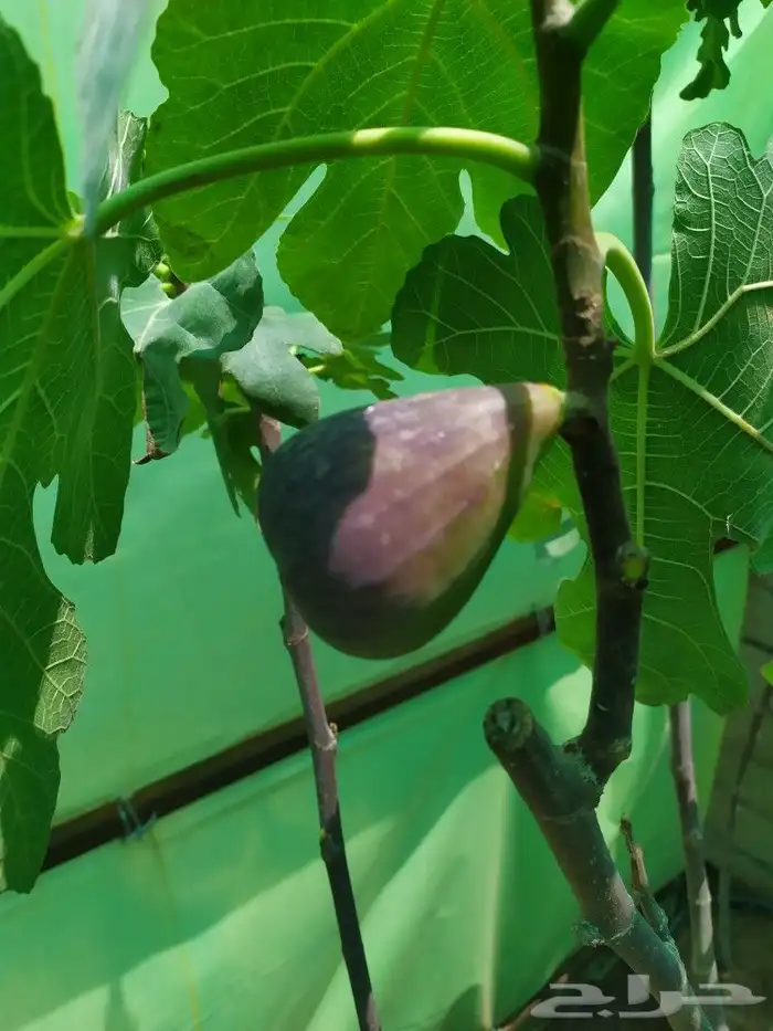 شتل جميع انواع الشجر درجه اولى 7