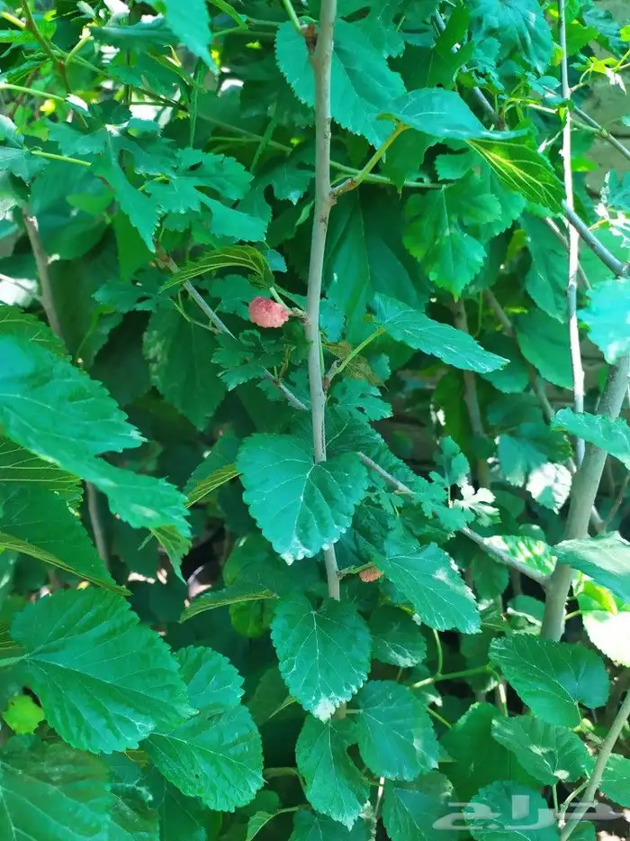 شتل جميع انواع الشجر درجه اولى 12