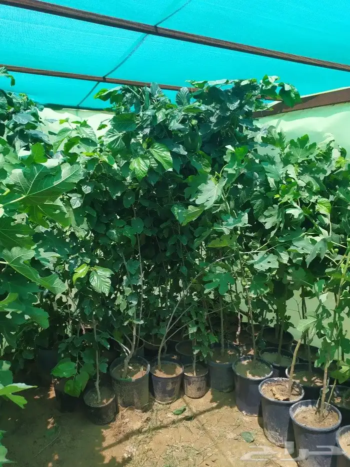 شتل جميع انواع الشجر درجه اولى 13