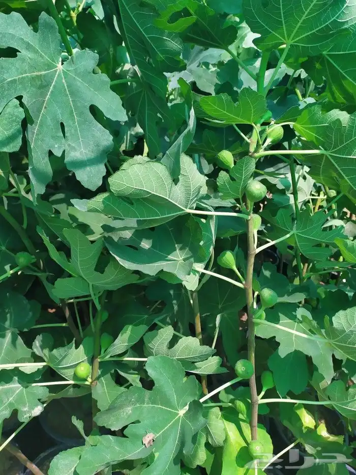 شتل جميع انواع الشجر درجه اولى 3