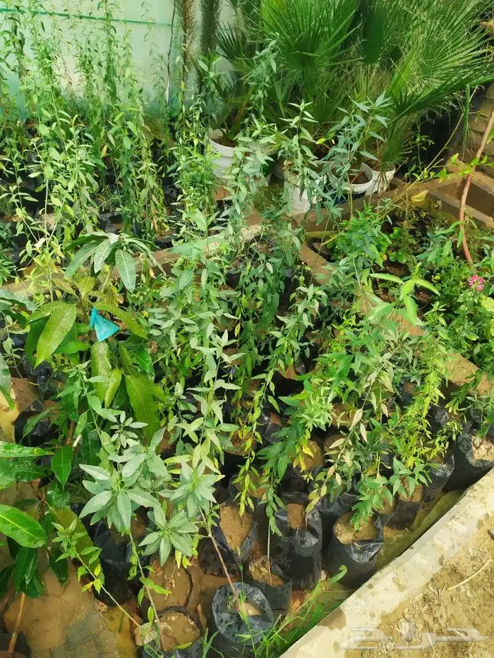 شتل جميع انواع الشجر درجه اولى 9