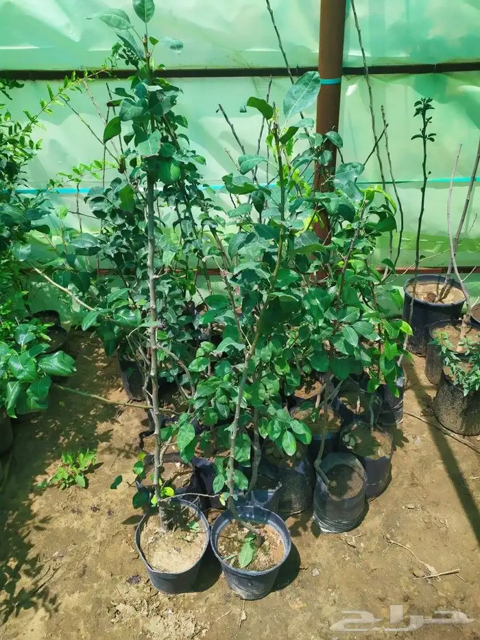 شتل جميع انواع الشجر درجه اولى 1