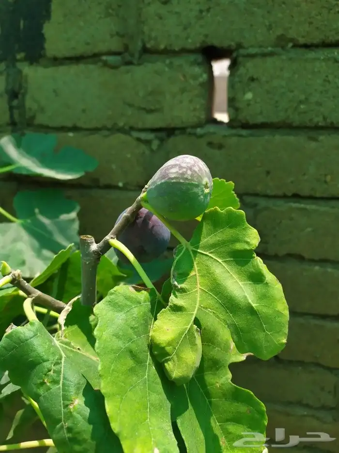 شتل جميع انواع الشجر درجه اولى 6