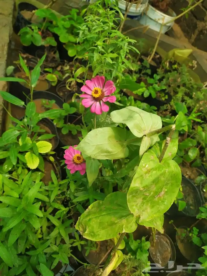 شتل جميع انواع الشجر درجه اولى 25