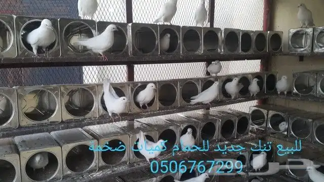 سطول تنك حمام اعداد كبيرة توصيل كل المدن 6