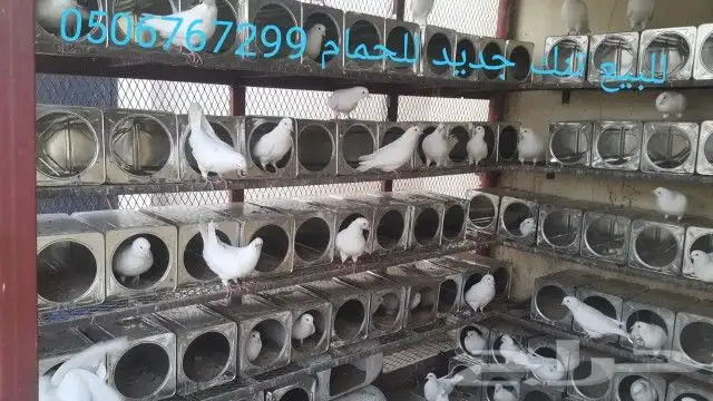 سطول تنك حمام اعداد كبيرة توصيل كل المدن 4