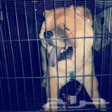 توصيل وشحن الحيوانات جدة الرياض الشرقية 1