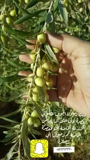 عسل بلدي و ومستورد بجميع أنواعه زيت الجوف 46