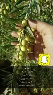 عسل بلدي و ومستورد بجميع أنواعه زيت الجوف 45