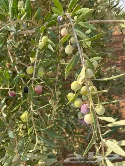 عسل بلدي و ومستورد بجميع أنواعه زيت الجوف 52
