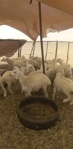 ذبيحتك لباب بيتك تيوس حص و محايلية وبيشية 3