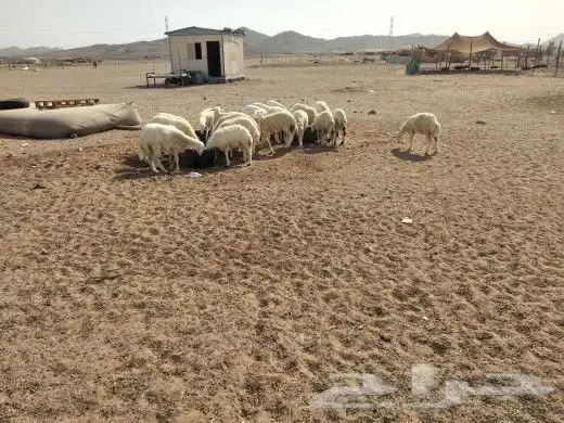 ذبيحتك لباب بيتك تيوس حص و محايلية وبيشية 1
