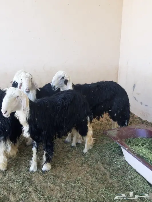 الجزل للذبائح المذنب 1