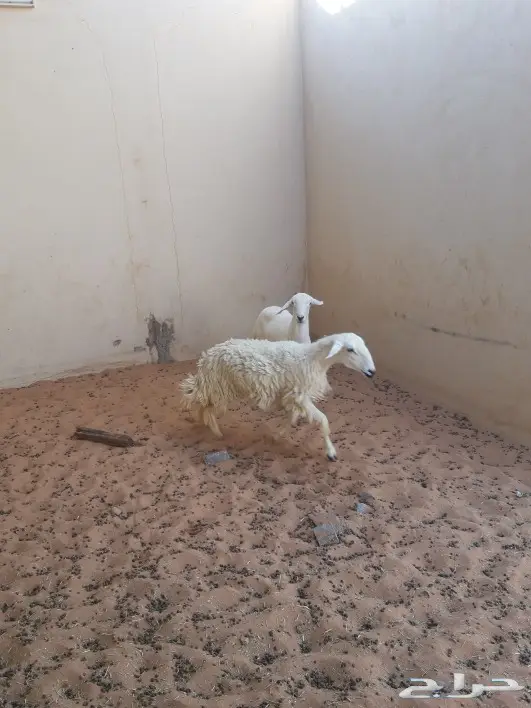 الجزل للذبائح المذنب 10