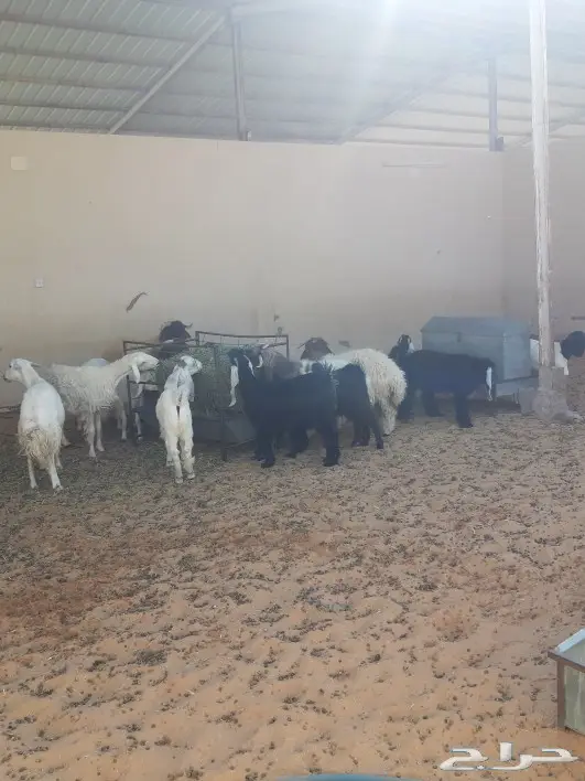 الجزل للذبائح المذنب 2