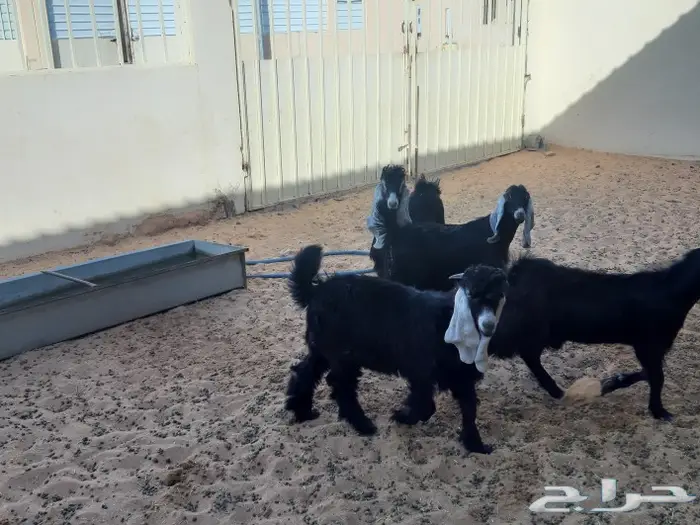 الجزل للذبائح المذنب 8