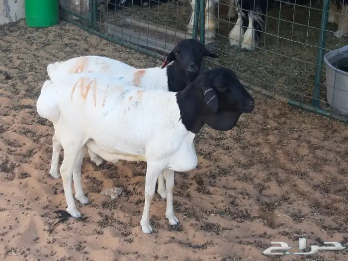 الجزل للذبائح المذنب 11