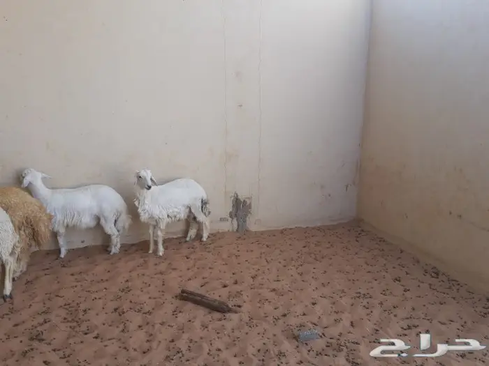 الجزل للذبائح المذنب 3