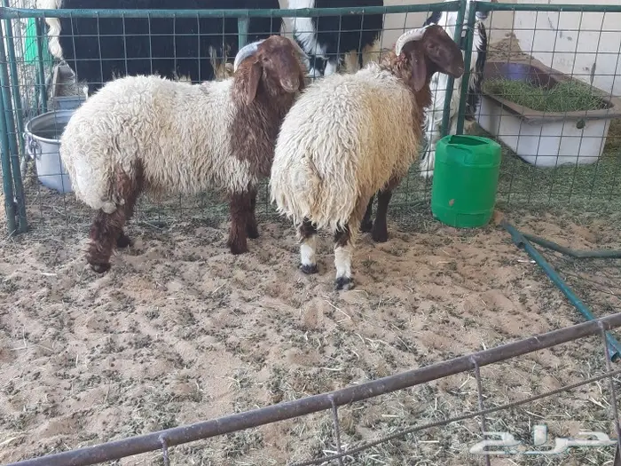 الجزل للذبائح المذنب 0