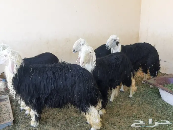 الجزل للذبائح المذنب 4