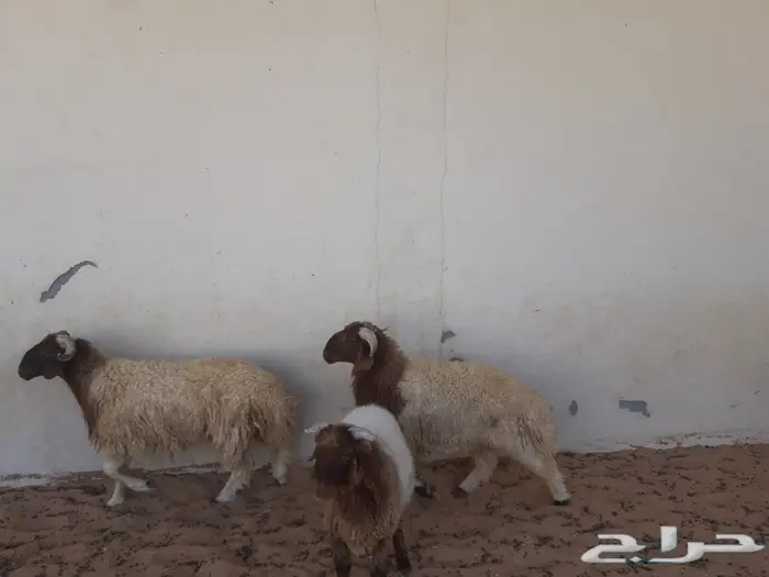 الجزل للذبائح المذنب 6